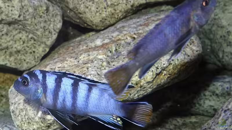 Elongatus Mpanga von Malawi_Einsteiger (44)