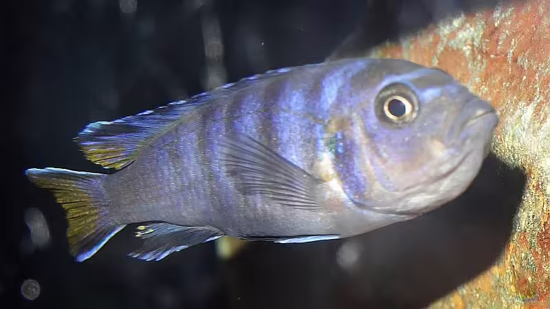 Elongatus Mpanga Weibchen mit vollem Maul von Malawi_Einsteiger (47)