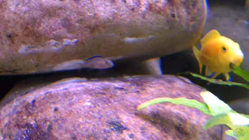 Elongatus Nachwuchs, 08.03.09 von Christoph Winter (18)