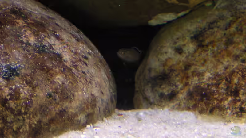 Elongatus Nachwuchs beim Sandkauen! , 08.03.09 von Christoph Winter (19)