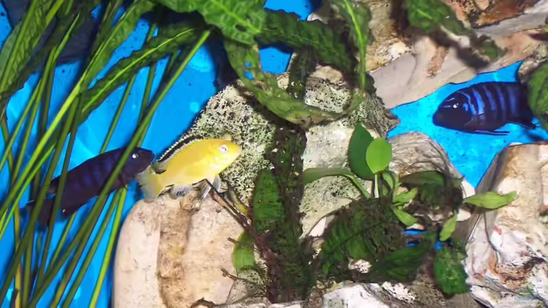 Elongatus und Yellow mit Blitz von Jürgen Jakobi (9)