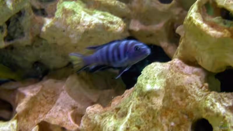 Elongatus von Richard Lischka (10)