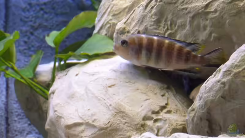 Elongatus Weibchen von Christoph Winter (12)