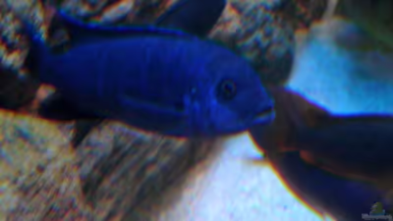 Elongatus Weibchen von Vladi (23)