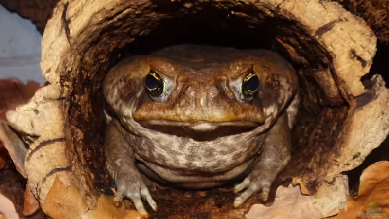 Elßbeth testet die neue Höhle von Cichliden-Kabuff (11)