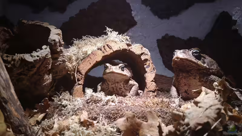 Elßbeth und Mechthild schauen den Frühling heran oder richten sie sich etwa gen von Cichliden-Kabuff (18)