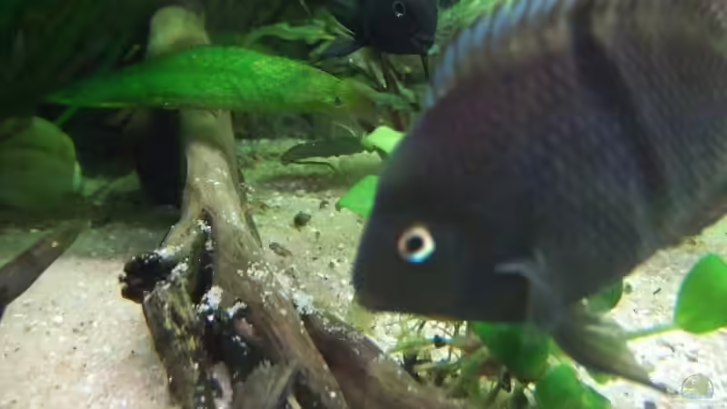 Eltern + Nachwuchs von Melanie Burkhard (11)