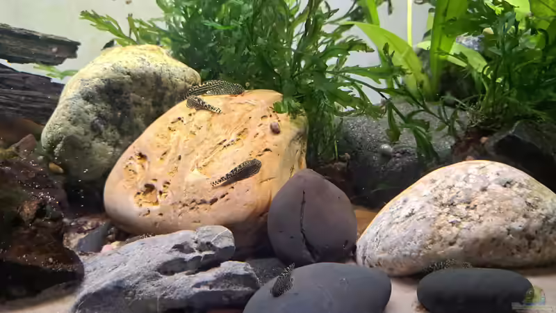 Elterntier mit Nachwuchs von okefenokee (37)