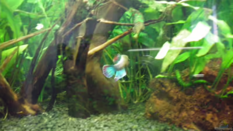 Elvis... von seiner besten Seite... ;-) von Thomas Ahrens (20)