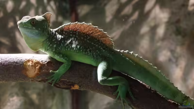 Elvis - oder der Kopfnicker von Betta Chris (45)