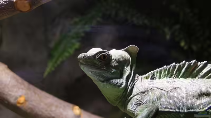 Elvis - the king von Betta Chris (49)