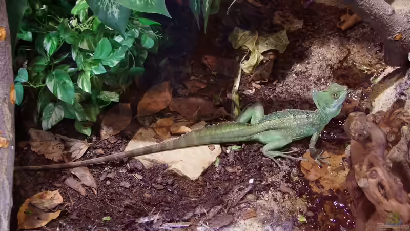 Elvis am Bach von Betta Chris (20)