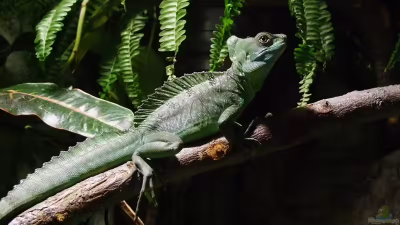 Elvis chilled irgendwie immer  von Betta Chris (51)