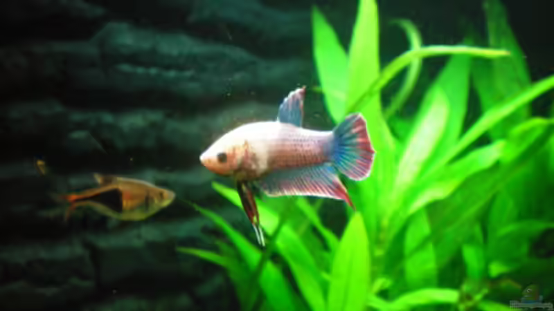 Elvis von Thomas Ahrens (40)