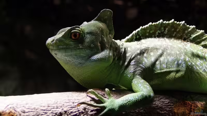 Elvis zufrieden von Betta Chris (47)