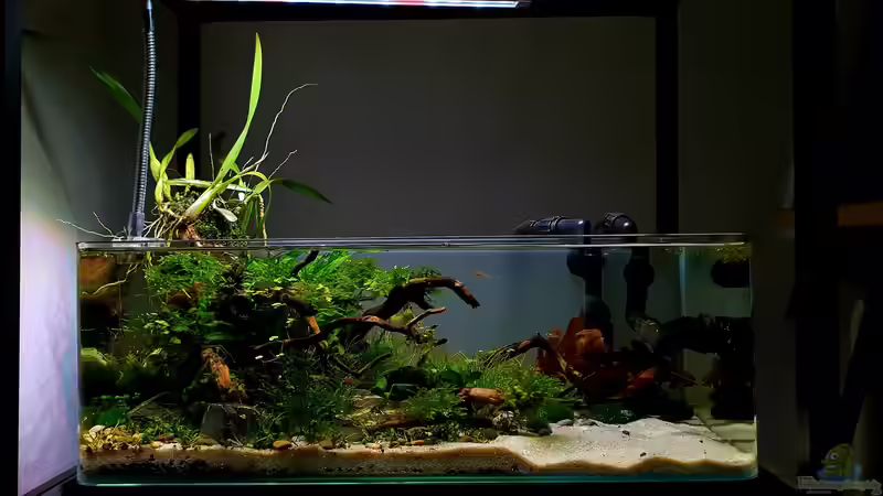 Emers, submers: Was bedeuten die Begriffe?