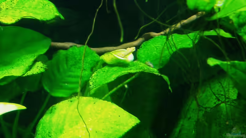 Emers, submers: Was bedeuten die Begriffe?