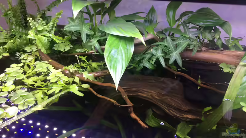 Emers, submers: Was bedeuten die Begriffe?