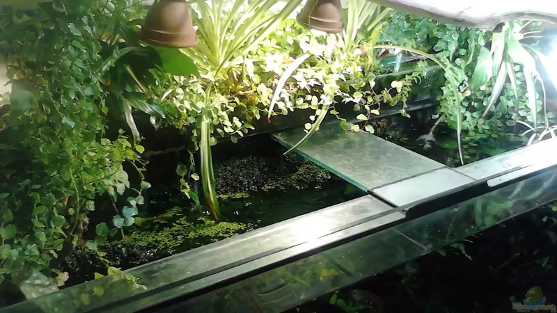 Emers 2 von Wasserstern ALK (5)