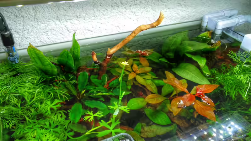 Emers blühender Fluss-Hahnenfuß. von Solvin (21)