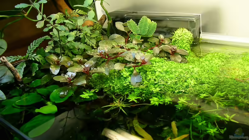 Emers ist auch mal schön! von Fredo Fuss (9)