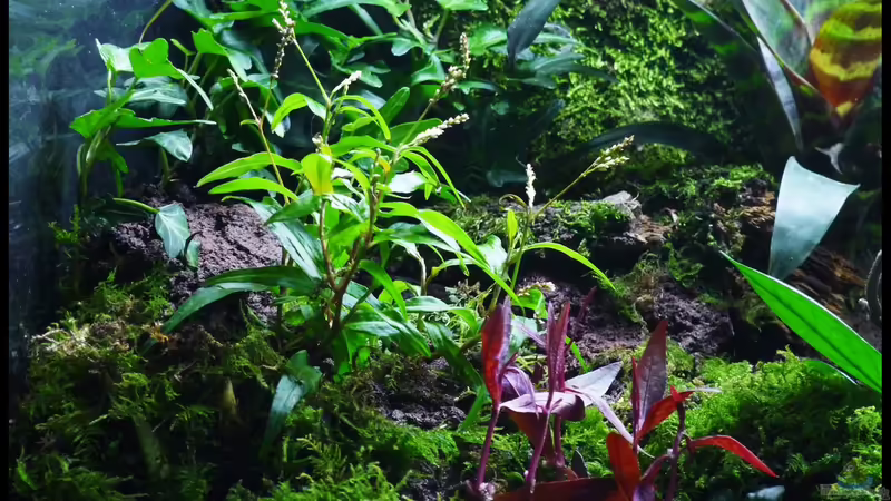 Emers Update 22.11.2014 von DerImperator (28)