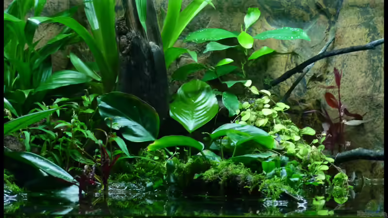 Emers Update 22.11.2014 von DerImperator (29)