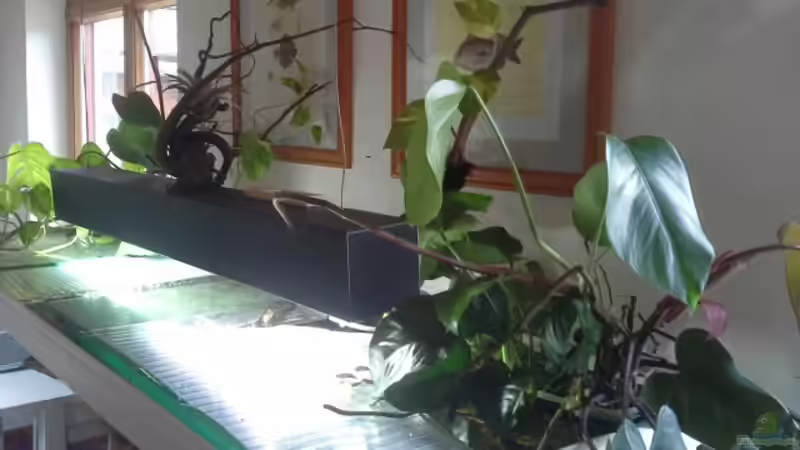 Emerse Bepflanzung  von Markaroni (12)