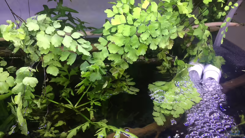 Emerse Bepflanzung im Riparium-Stil von Harald Kästner (15)