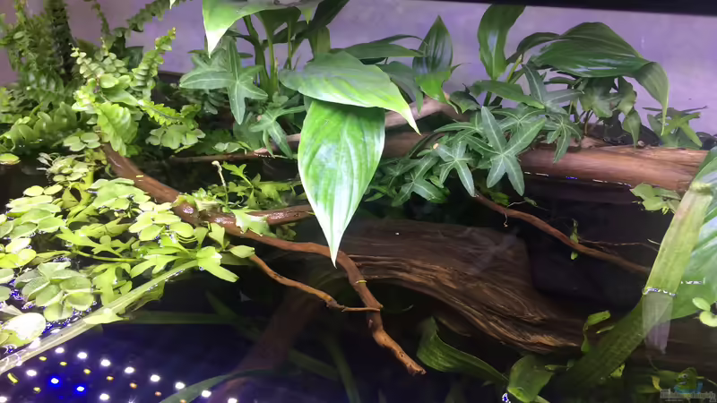 Emerse Bepflanzung im Riparium-Stil von Harald Kästner (16)