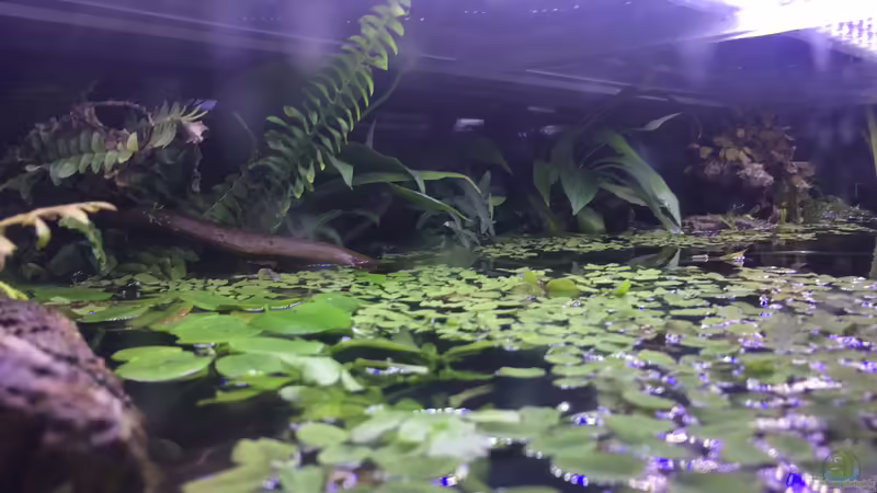 Emerse Bepflanzung im Riparium-Stil von Harald Kästner (31)