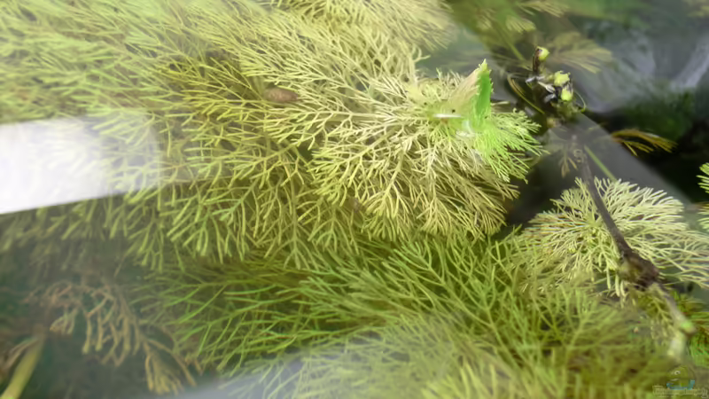 emerse Limnophila? von . (26)