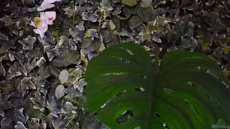 Emerser Bereich aus Pflanzenmatten von David Schneider Aquaristik (22)