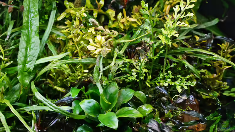 emerser Teil August 2019 von Micha... (28)