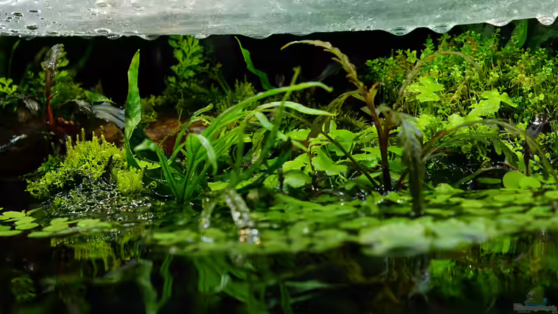 emerser Teil von Micha... (23)