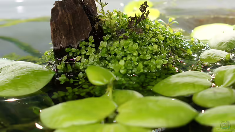 emerser Teil von Micha... (39)