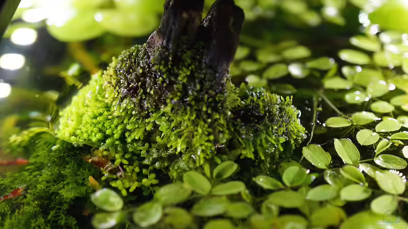 emerser Teil von Micha... (52)