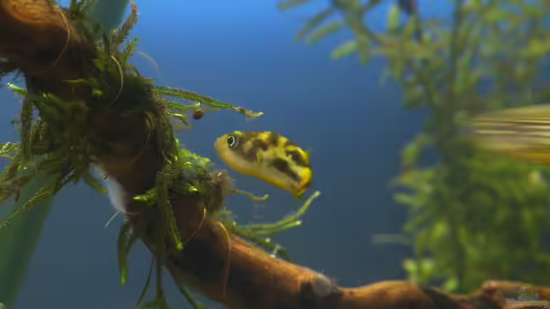 Emil - da ist was interessant! - 04.07.2011 von bergfrau (53)