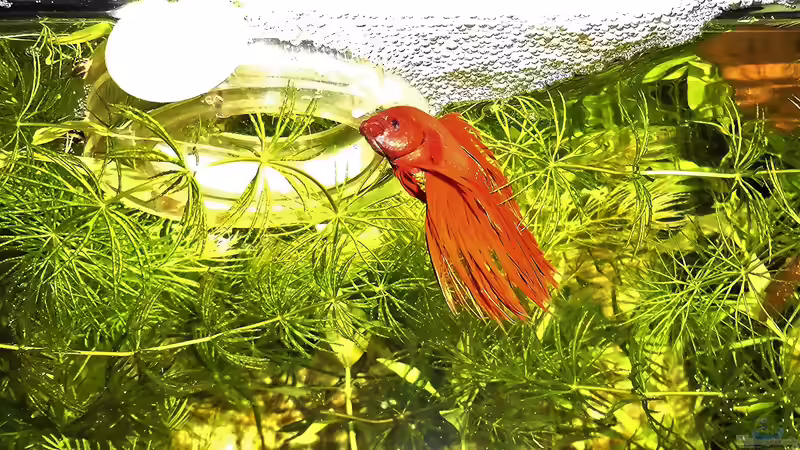 Emil bewacht sein Schaumnest  von odin 68 (27)