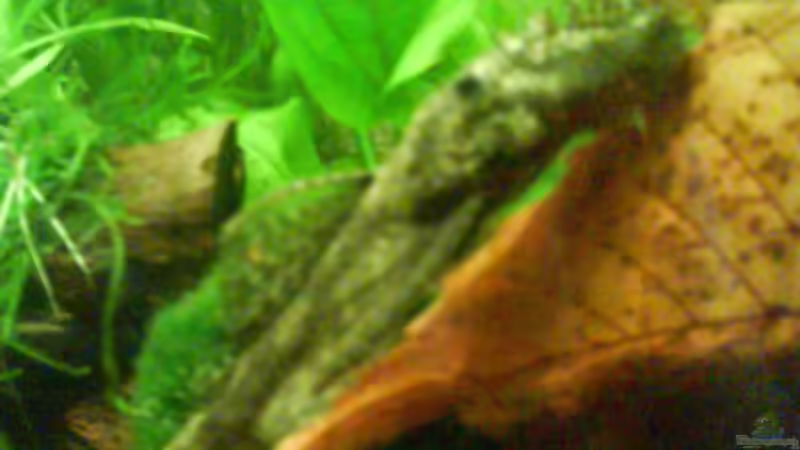 Emil der Antennenwels von Anne Patzki (4)