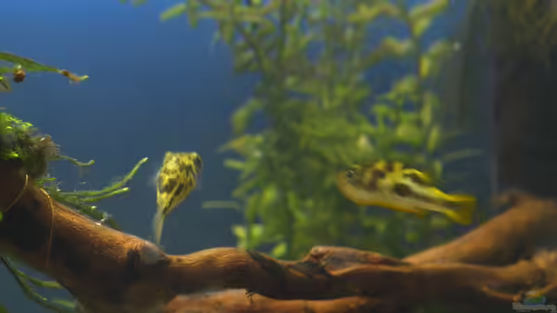 Emil und Gertrud - 04.07.2011 von bergfrau (54)