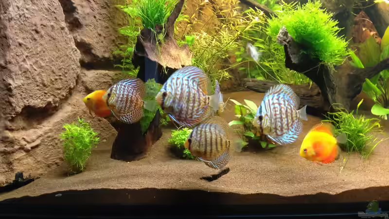 Emotionale Momente in der Aquaristik: Wenn Wasserleben das Herz berührt