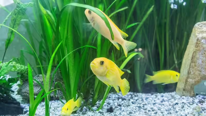 Emotionale Momente in der Aquaristik: Wenn Wasserleben das Herz berührt