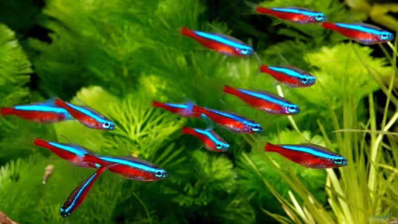 Emotionale Momente in der Aquaristik: Wenn Wasserleben das Herz berührt