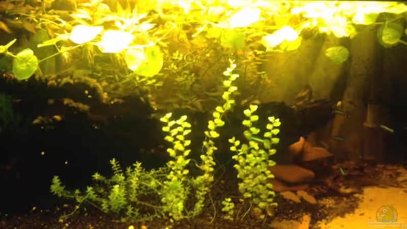 En el Camino de Mato Grosso a Río Negro (10.09.2012) von Südamerikafreak BK (1)