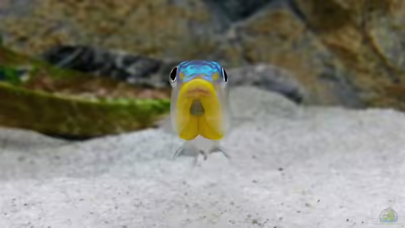 Enantiopus  von spriggina (55)