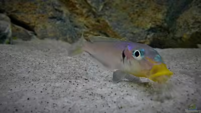 Enantiopus beim Ausspucken von Sand von spriggina (48)