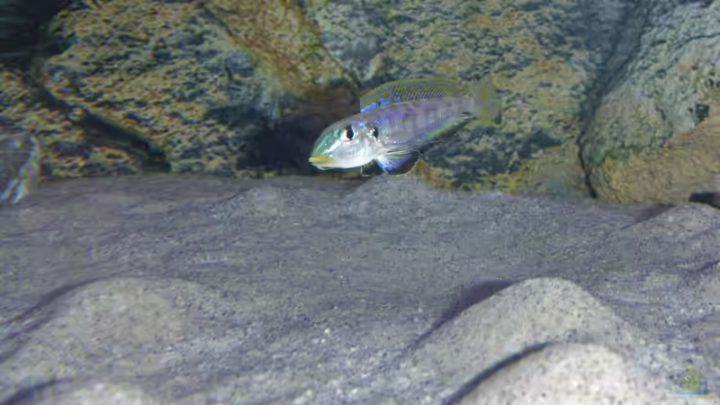 Enantiopus in Balzstimmung, baut Arena von spriggina (80)