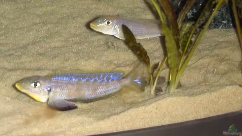 Enantiopus Kilesa von xAquix (3)