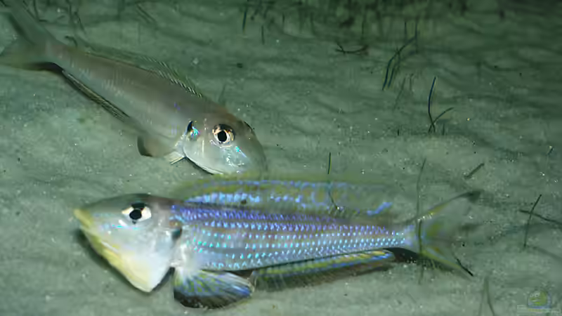 Aquarien für Xenotilapia melanogenys